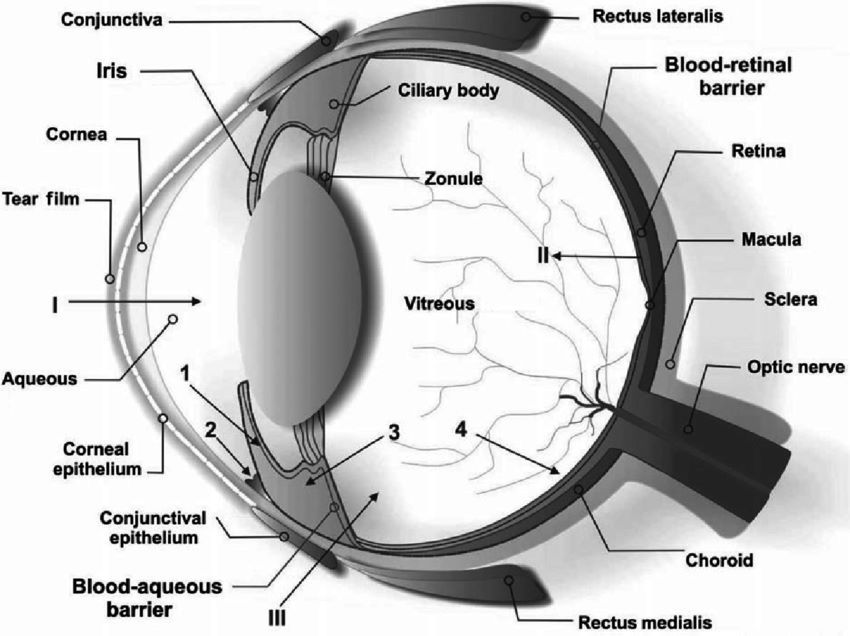 The-Structure-of-the-Eye